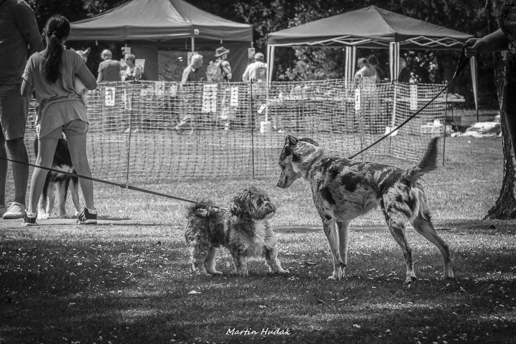 Friends of Central Park dog show