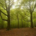 Ancient trees in Eccleshall Woods in Sheffield