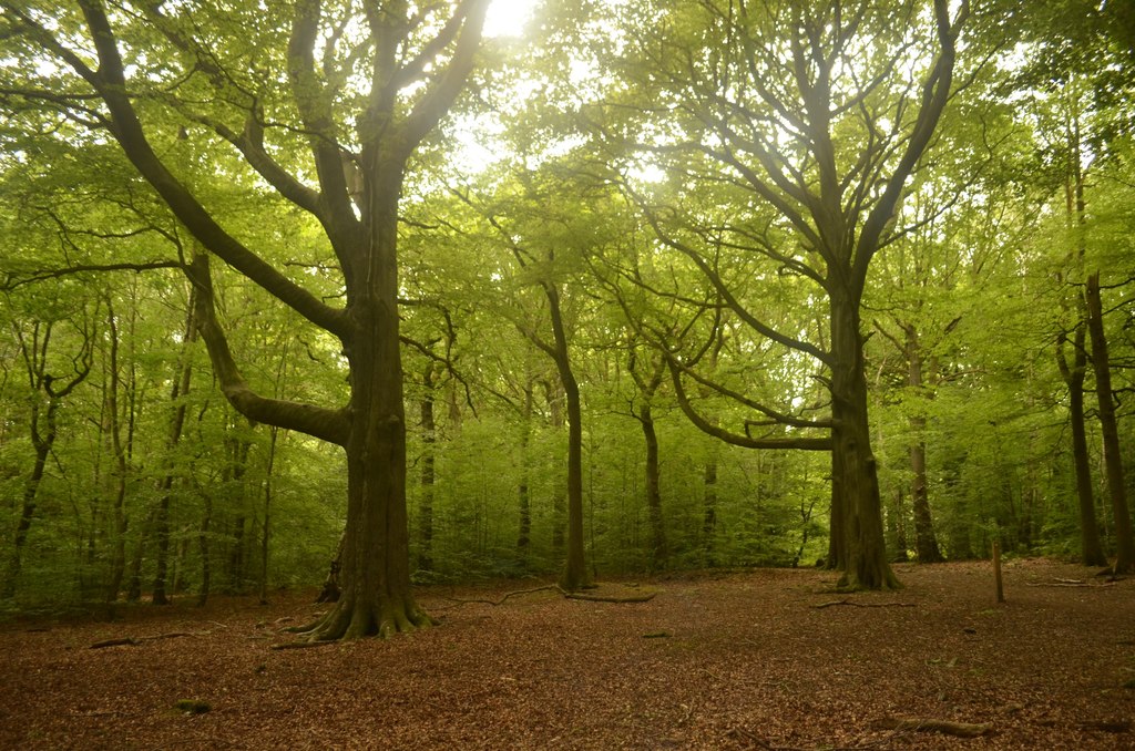 Ancient trees in Eccleshall Woods in Sheffield