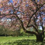 Cherry Blossom in Wythenshawe Park, Manchester