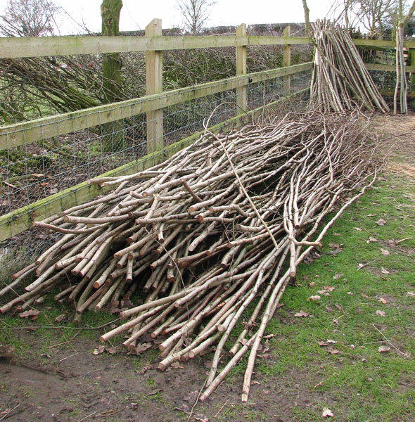 Straight tree branches prepared for hedgelaying