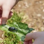 Bug hunt, leaf held by childs hands with beetle on a leaf.