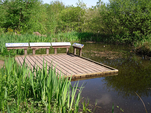 Pond_dipping platform at Kingstown Wildlife Pond in Carlisle