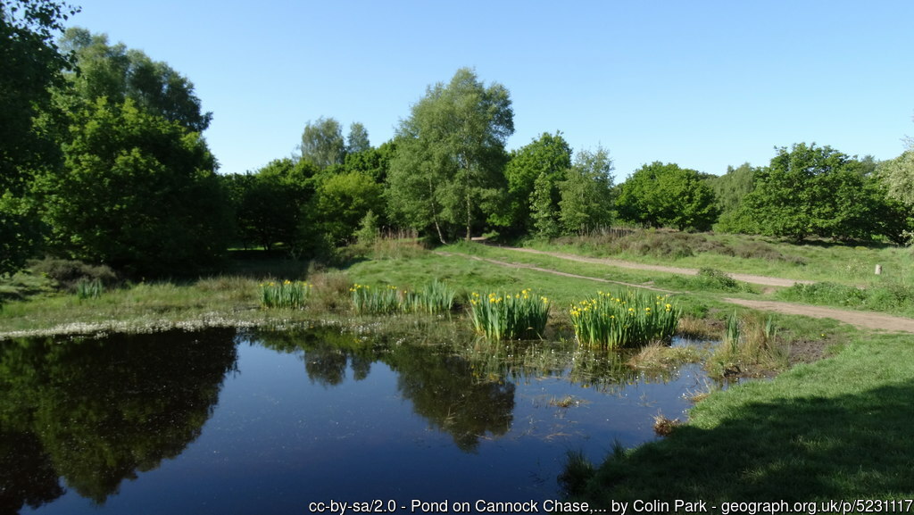 Pond at Cannock Chase, Staffordshire